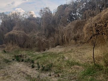 BOSQUE CENTURIA, FRACCIONAMIENTO CAMPRESTRE PRIVADO, CHARO, MICHOACAN