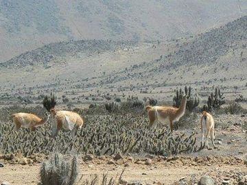Sitio  de 5.000 m2 en El Llano, Los Choros