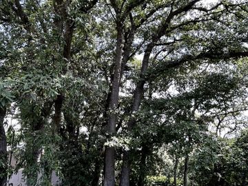 Terreno en venta, Rancho San Juan
