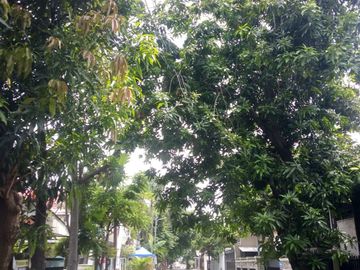 Rumah Cempaka Putih Hitung Tanah
