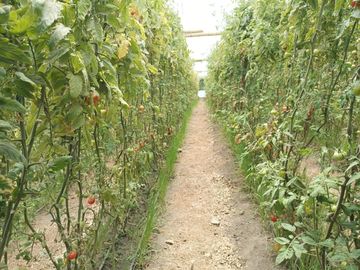 Finca en venta, Urcuqui - Tumbabiro