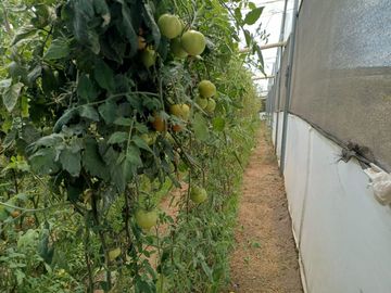 Finca en venta, Urcuqui - Tumbabiro