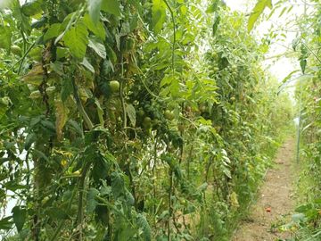 Finca en venta, Urcuqui - Tumbabiro