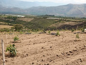 Finca en venta, Urcuqui - Tumbabiro