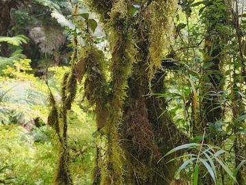 Cabañas y Centro de Eventos en Chiloé UF 6.576