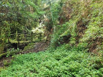 Cabañas y Centro de Eventos en Chiloé UF 6.576