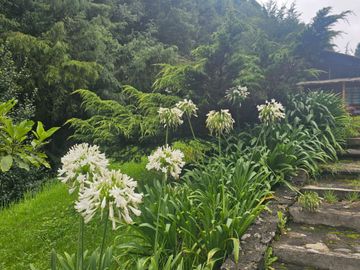 VENTA DE CABAÑA CON HERMOSOS JARDINES MINERAL DEL CHICO, CARBONERAS