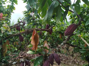 PUERTO QUITO, VENDO TERRENO 10.000m2, CACAOTERO, PLANITO.