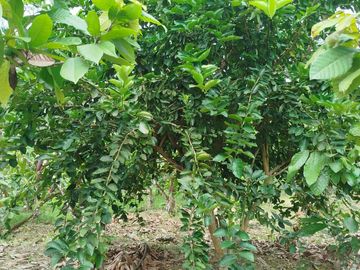 PUERTO QUITO, VENDO TERRENO 10.000m2, CACAOTERO, PLANITO.