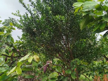 PUERTO QUITO, VENDO TERRENO 10.000m2, CACAOTERO, PLANITO.