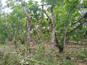 PUERTO QUITO, VENDO TERRENO 10.000m2, CACAOTERO, PLANITO.