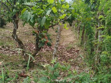 PUERTO QUITO, VENDO TERRENO 10.000m2, CACAOTERO, PLANITO.