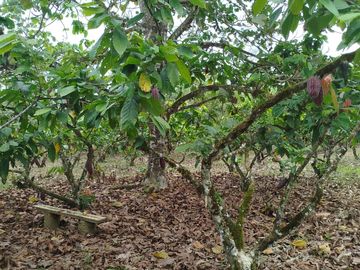 PUERTO QUITO, VENDO TERRENO 10.000m2, CACAOTERO, PLANITO.