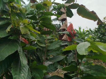 PUERTO QUITO, VENDO TERRENO 10.000m2, CACAOTERO, PLANITO.