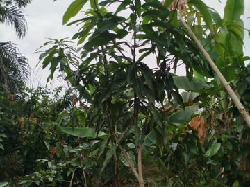 PUERTO QUITO, VENDO TERRENO 10.000m2, CACAOTERO, PLANITO.