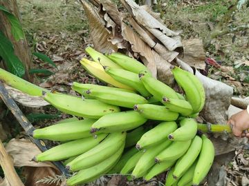 PUERTO QUITO, VENDO TERRENO 10.000m2, CACAOTERO, PLANITO.