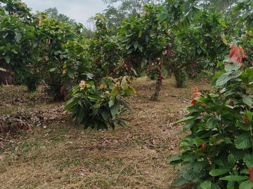 PUERTO QUITO, VENDO TERRENO 10.000m2, CACAOTERO, PLANITO.