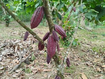 PUERTO QUITO, VENDO TERRENO 10.000m2, CACAOTERO, PLANITO.