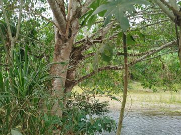 PUERTO QUITO, VENDO TERRENO 10.000m2, CACAOTERO, PLANITO.