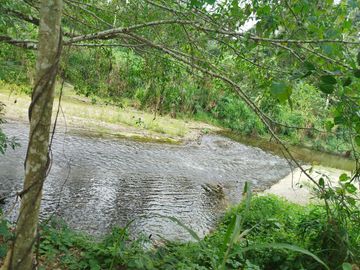 PUERTO QUITO, VENDO TERRENO 10.000m2, CACAOTERO, PLANITO.