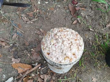 PUERTO QUITO, VENDO TERRENO 10.000m2, CACAOTERO, PLANITO.