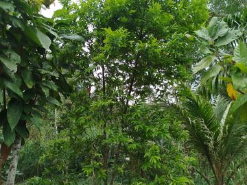 PUERTO QUITO, VENDO TERRENO 10.000m2, CACAOTERO, PLANITO.