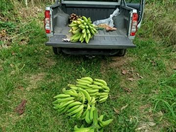 PUERTO QUITO, VENDO TERRENO 10.000m2, CACAOTERO, PLANITO.