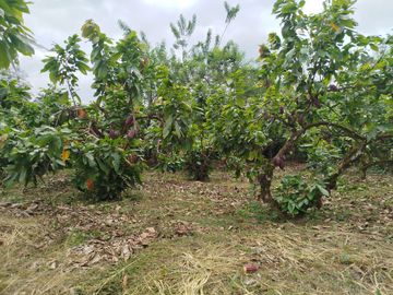 PUERTO QUITO, VENDO TERRENO 10.000m2, CACAOTERO, PLANITO.