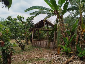 PUERTO QUITO, VENDO TERRENO 10.000m2, CACAOTERO, PLANITO.