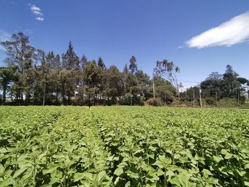 Finca Agricola en Checa