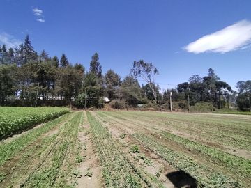 Finca Agricola en Checa
