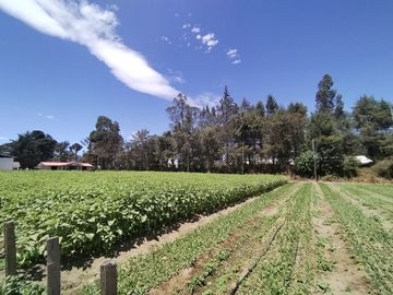 Finca Agricola en Checa