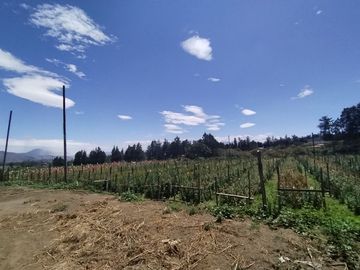 Finca Agricola en Checa