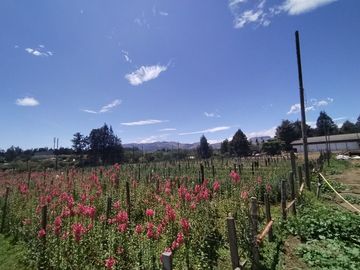 Finca Agricola en Checa