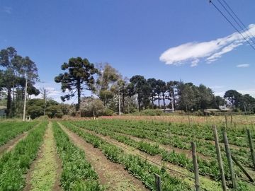 Finca Agricola en Checa