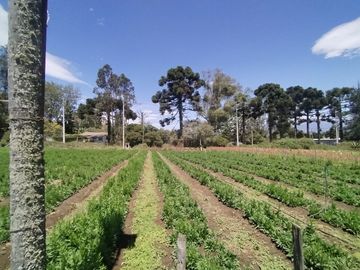 Finca Agricola en Checa