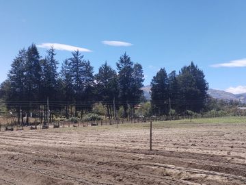 Finca Agricola en Checa