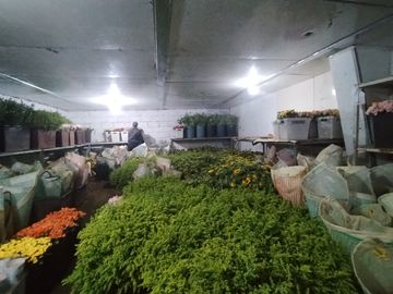 Finca Agricola en Checa