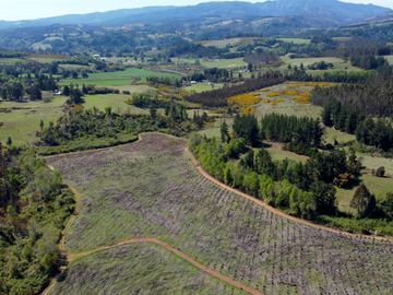 Campo en Temuco Subdividido en 135 lotes de 5000m² a 10 minutos de la ciudad