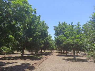 Terreno Huerta de Nuez en Venta en San Ignacio Rio Muerto a un lado del Municipio