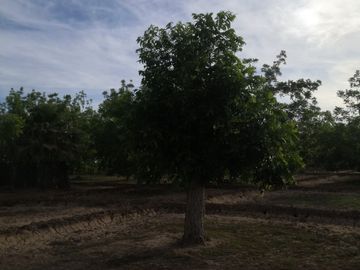 Terreno Huerta de Nuez en Venta en San Ignacio Rio Muerto a un lado del Municipio