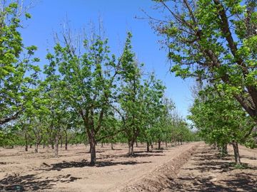 Terreno Huerta de Nuez en Venta en San Ignacio Rio Muerto a un lado del Municipio