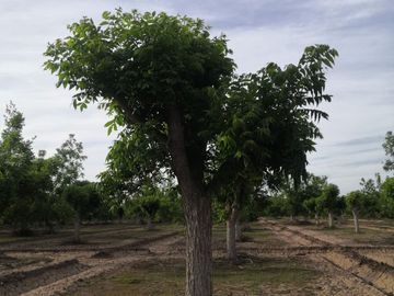 Terreno Huerta de Nuez en Venta en San Ignacio Rio Muerto a un lado del Municipio