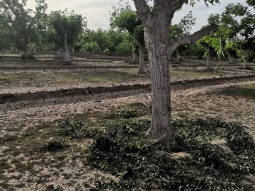 Terreno Huerta de Nuez en Venta en San Ignacio Rio Muerto a un lado del Municipio