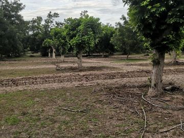 Terreno Huerta de Nuez en Venta en San Ignacio Rio Muerto a un lado del Municipio