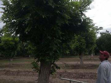 Terreno Huerta de Nuez en Venta en San Ignacio Rio Muerto a un lado del Municipio