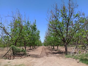 Terreno Huerta de Nuez en Venta en San Ignacio Rio Muerto a un lado del Municipio