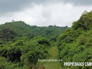 200 HECTÁREAS DE EX-CAFETALES CON ARROYO