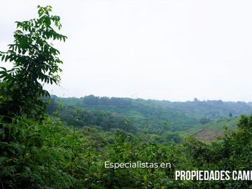 200 HECTÁREAS DE EX-CAFETALES CON ARROYO