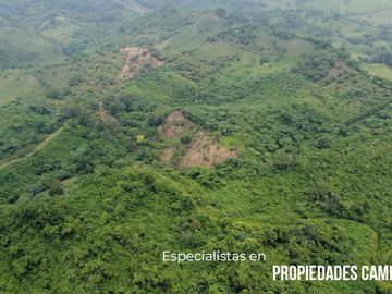 200 HECTÁREAS DE EX-CAFETALES CON ARROYO
